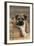 Border Terrier Puppy Sitting in a Box (13 Weeks Old)-null-Framed Photographic Print