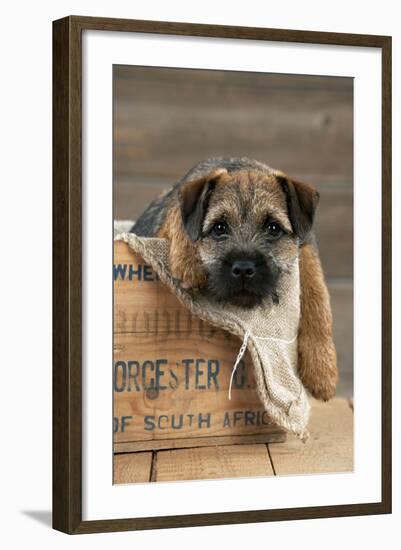 Border Terrier Puppy Sitting in a Box (13 Weeks Old)-null-Framed Photographic Print