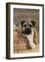 Border Terrier Puppy Sitting in a Box (13 Weeks Old)-null-Framed Photographic Print