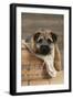 Border Terrier Puppy Sitting in a Box (13 Weeks Old)-null-Framed Photographic Print