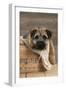 Border Terrier Puppy Sitting in a Box (13 Weeks Old)-null-Framed Photographic Print