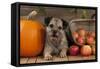 Border Terrier Sitting Between a Pumpkin-null-Framed Stretched Canvas