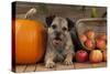 Border Terrier Sitting Between a Pumpkin-null-Stretched Canvas