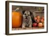 Border Terrier Sitting Between a Pumpkin-null-Framed Photographic Print