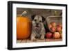 Border Terrier Sitting Between a Pumpkin-null-Framed Photographic Print