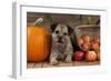 Border Terrier Sitting Between a Pumpkin-null-Framed Photographic Print