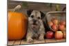 Border Terrier Sitting Between a Pumpkin-null-Mounted Photographic Print