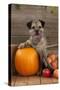 Border Terrier Sitting with Pumpkin and A-null-Stretched Canvas