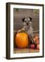 Border Terrier Sitting with Pumpkin and A-null-Framed Photographic Print