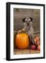 Border Terrier Sitting with Pumpkin and A-null-Framed Photographic Print