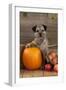 Border Terrier Sitting with Pumpkin and A-null-Framed Photographic Print