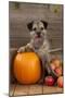 Border Terrier Sitting with Pumpkin and A-null-Mounted Photographic Print