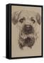 Border Terrier-Barbara Keith-Framed Stretched Canvas