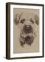 Border Terrier-Barbara Keith-Framed Giclee Print