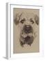 Border Terrier-Barbara Keith-Framed Giclee Print