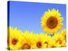 Border with Many Yellow Sunflowers-frenta-Stretched Canvas