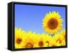 Border with Many Yellow Sunflowers-frenta-Framed Stretched Canvas