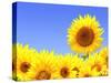 Border with Many Yellow Sunflowers-frenta-Stretched Canvas