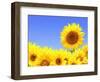 Border with Many Yellow Sunflowers-frenta-Framed Photographic Print