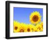 Border with Many Yellow Sunflowers-frenta-Framed Photographic Print