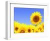 Border with Many Yellow Sunflowers-frenta-Framed Photographic Print