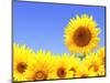 Border with Many Yellow Sunflowers-frenta-Mounted Photographic Print