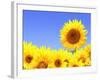 Border with Many Yellow Sunflowers-frenta-Framed Photographic Print