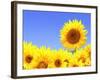 Border with Many Yellow Sunflowers-frenta-Framed Photographic Print