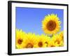 Border with Many Yellow Sunflowers-frenta-Framed Photographic Print