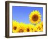 Border with Many Yellow Sunflowers-frenta-Framed Photographic Print