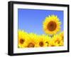Border with Many Yellow Sunflowers-frenta-Framed Photographic Print