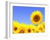 Border with Many Yellow Sunflowers-frenta-Framed Photographic Print