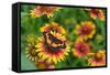 Bordered patch butterfly on Indian blanket, USA-Rolf Nussbaumer-Framed Stretched Canvas