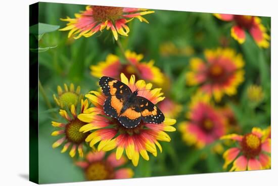 Bordered patch butterfly on Indian blanket, USA-Rolf Nussbaumer-Stretched Canvas