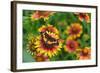 Bordered patch butterfly on Indian blanket, USA-Rolf Nussbaumer-Framed Photographic Print