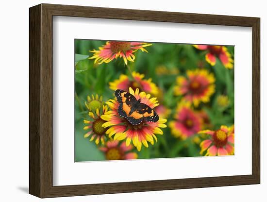 Bordered patch butterfly on Indian blanket, USA-Rolf Nussbaumer-Framed Photographic Print