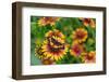 Bordered patch butterfly on Indian blanket, USA-Rolf Nussbaumer-Framed Photographic Print