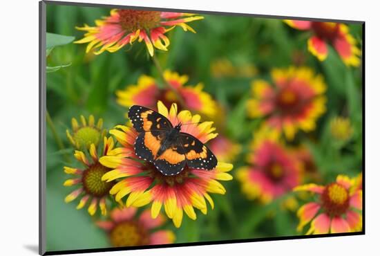 Bordered patch butterfly on Indian blanket, USA-Rolf Nussbaumer-Mounted Photographic Print