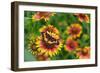 Bordered patch butterfly on Indian blanket, USA-Rolf Nussbaumer-Framed Photographic Print