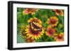 Bordered patch butterfly on Indian blanket, USA-Rolf Nussbaumer-Framed Photographic Print