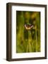Bordered Patch (Chlosyne lacinia) butterfly perched on flower.-Larry Ditto-Framed Photographic Print