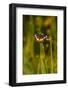 Bordered Patch (Chlosyne lacinia) butterfly perched on flower.-Larry Ditto-Framed Photographic Print