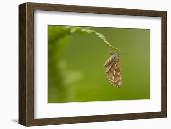 Bordered White (Bupalus Piniaria) Adult Moth On Fern, Sheffield, England, UK, June-Paul Hobson-Framed Photographic Print