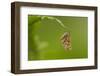 Bordered White (Bupalus Piniaria) Adult Moth On Fern, Sheffield, England, UK, June-Paul Hobson-Framed Photographic Print