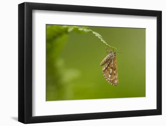 Bordered White (Bupalus Piniaria) Adult Moth On Fern, Sheffield, England, UK, June-Paul Hobson-Framed Photographic Print