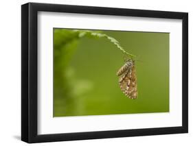 Bordered White (Bupalus Piniaria) Adult Moth On Fern, Sheffield, England, UK, June-Paul Hobson-Framed Photographic Print