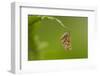 Bordered White (Bupalus Piniaria) Adult Moth On Fern, Sheffield, England, UK, June-Paul Hobson-Framed Photographic Print