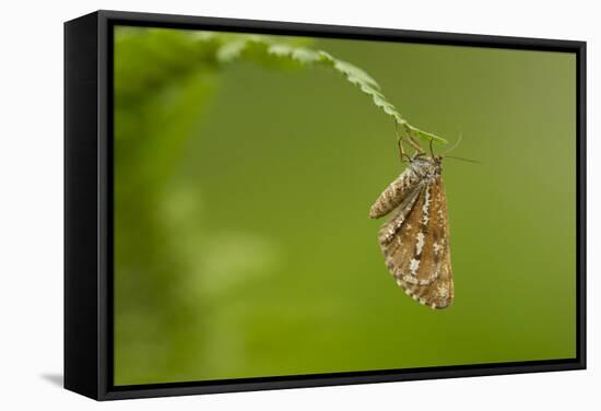 Bordered White (Bupalus Piniaria) Adult Moth On Fern, Sheffield, England, UK, June-Paul Hobson-Framed Stretched Canvas