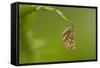 Bordered White (Bupalus Piniaria) Adult Moth On Fern, Sheffield, England, UK, June-Paul Hobson-Framed Stretched Canvas