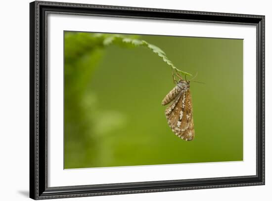 Bordered White (Bupalus Piniaria) Adult Moth On Fern, Sheffield, England, UK, June-Paul Hobson-Framed Photographic Print